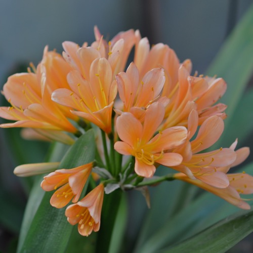 Clivia Peach